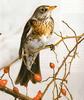 Fieldfare (Turdus pilaris)