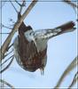 Fieldfare (Turdus pilaris)