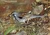 Spotted Quail-Thrush (Cinclosoma punctatum)