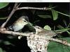 Red-eyed Vireo (Vireo olivaceus)