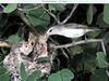 Red-eyed Vireo (Vireo olivaceus)