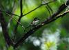 Black-capped Vireo (Vireo atricapillus)