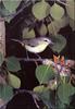 Philadelphia Vireo (Vireo philadelphicus)