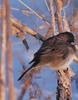 Dark-eyed Junco (Junco hyemalis)