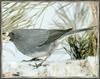 Dark-eyed Junco (Junco hyemalis)