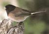 Dark-eyed Junco (Junco hyemalis)