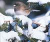 Dark-eyed Junco (Junco hyemalis)