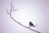 Dark-eyed Junco (Junco hyemalis)