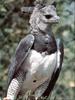 [Pangaea Scan] Harpy Eagle (Harpia harpyja)