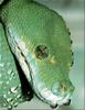 [Pangaea Scan] Green Tree Python