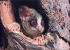 [Pangaea Scan] Lesser bush baby