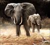 [Pangaea Scan] Elephant