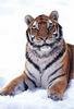 [Pangaea Scan] Siberian Tiger