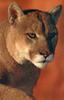 [Pangaea Scan] Mountain lion
