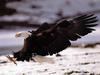 [SelectScan SDC] Bald Eagle
