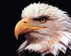 [SelectScan SDC] Bald Eagle