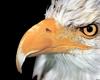 [SelectScan SDC] Bald Eagle