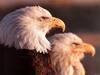 [SelectScan SDC] Bald Eagle
