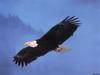[SelectScan SDC] Bald Eagle