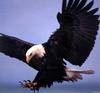 [SelectScan SDC] Bald Eagle