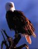 [SelectScan SDC] Bald Eagle