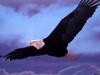 [SelectScan SDC] Bald Eagle