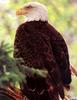 [SelectScan SDC] Bald Eagle