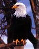 [SelectScan SDC] Bald Eagle