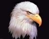 [SelectScan SDC] Bald Eagle