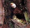 [SelectScan SDC] Bald Eagle