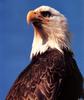 [SelectScan SDC] Bald Eagle