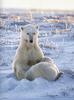 [Antlion Scans - Nature] Polar Bear