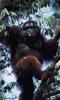 [Antlion Scans - Nature] Orangutan