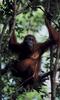 [Antlion Scans - Nature] Orangutan