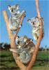 [ar'Ondite WAU] Koala trio