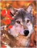 [Ashwood-Wolves] Gray Wolf