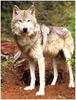 [Ashwood-Wolves] Gray Wolf
