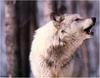 [Ashwood-Wolves] Gray Wolf
