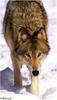[Ashwood-Wolves] Gray Wolf