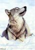 [Ashwood-Wolves] Gray Wolf