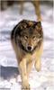 [Ashwood-Wolves] Gray Wolf