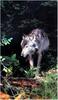 [Ashwood-Wolves] Gray Wolf