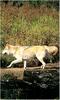 [Ashwood-Wolves] Gray Wolf