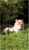 [Ashwood-Wolves] Gray Wolf