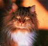 [Cats & Kitens 2003 Calendar] Rolf Kopfle