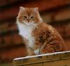 [Cats & Kitens 2003 Calendar] December - Rolf Kopfle