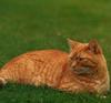 [Cats & Kitens 2003 Calendar] February - Jerry Shulman