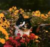 [Cats & Kitens 2003 Calendar] July - Rolf Kopfle