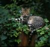 [Cats & Kitens 2003 Calendar] March - Ron Watts