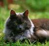 [Cats & Kitens 2003 Calendar] May - Jerry Shulman